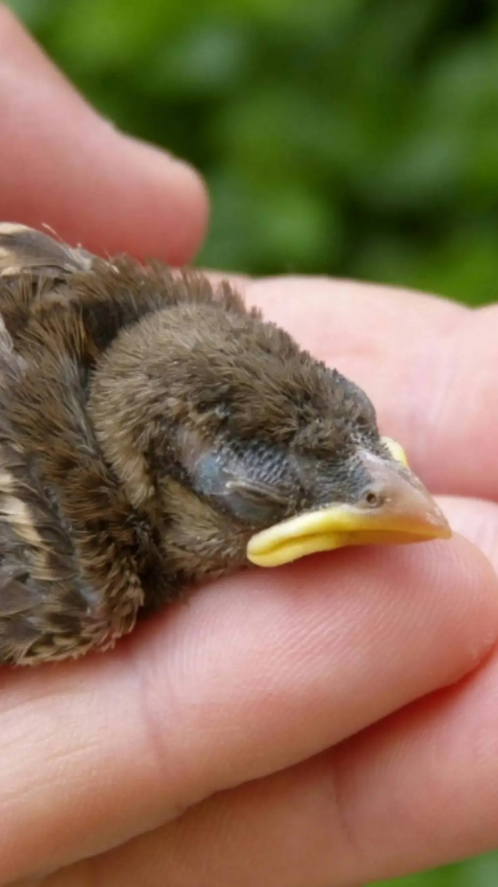 ai character: Baby bird  background