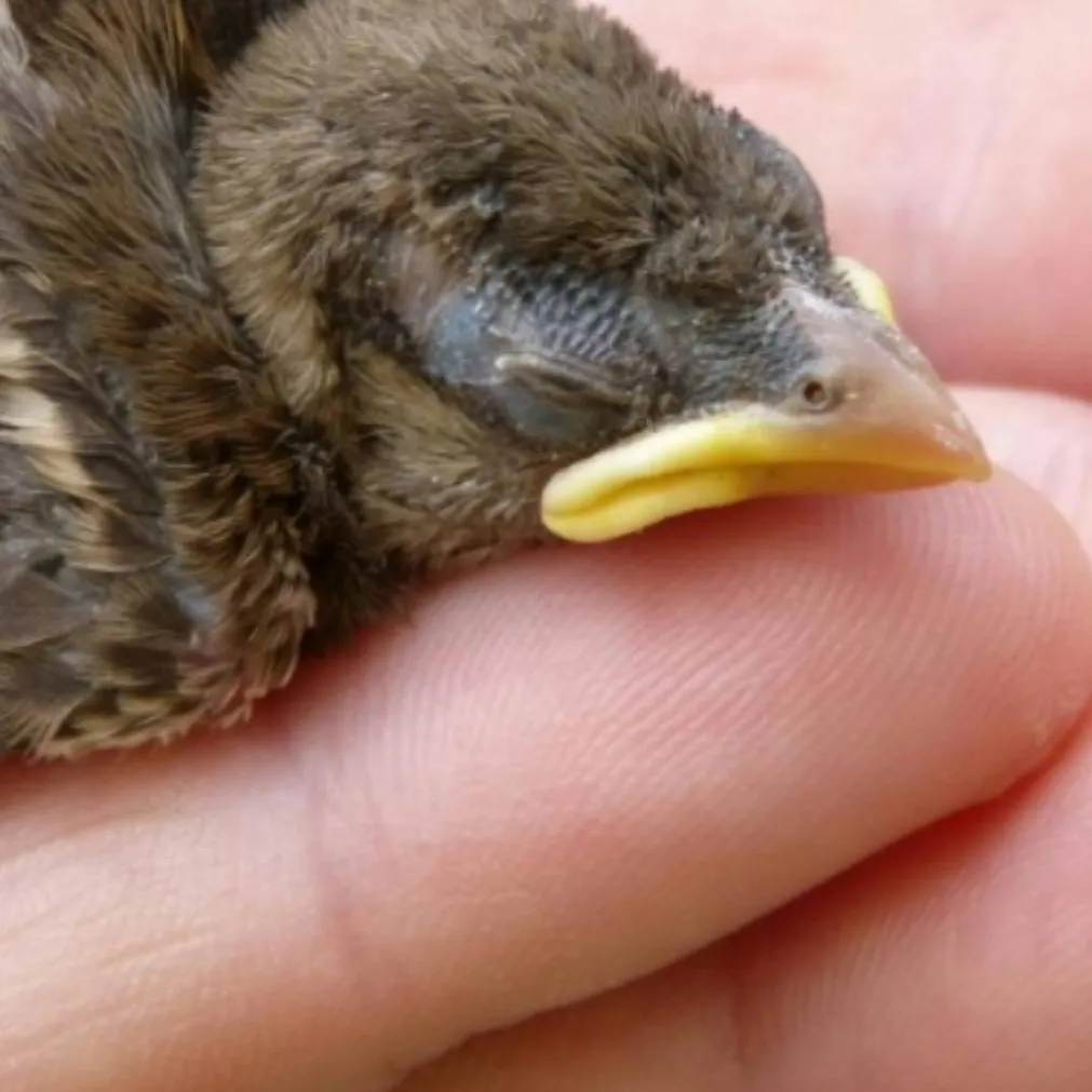 chat with ai character: Baby bird 