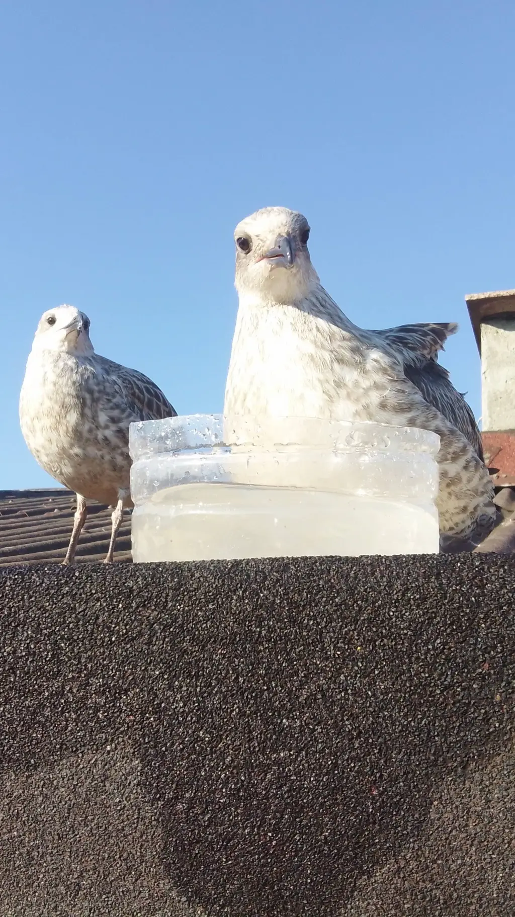 ai character: Baby seagulls  background