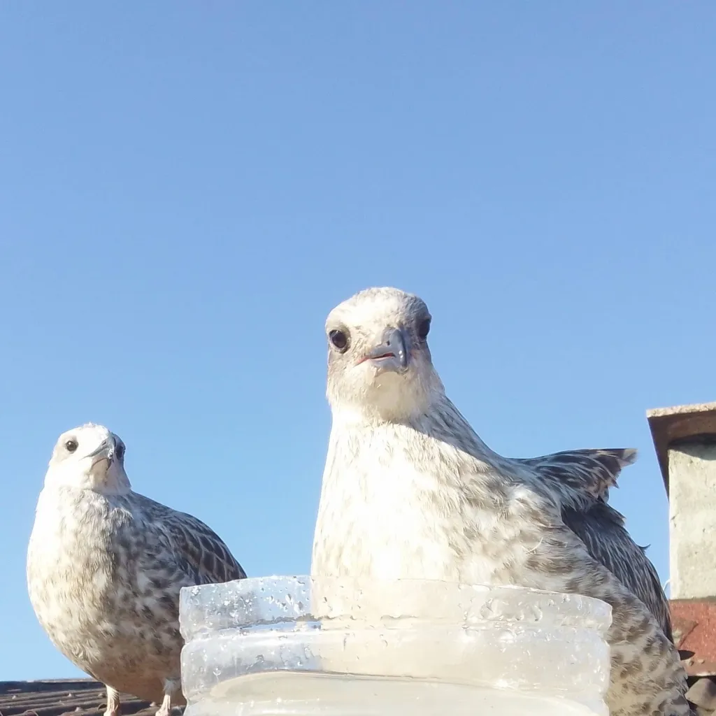 chat with ai character: Baby seagulls 