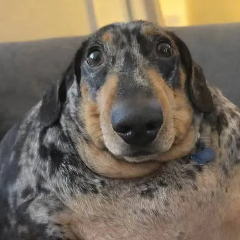 chat with ai character: lil nega