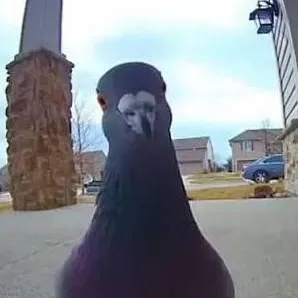 chat with ai character: pigeon