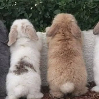chat with ai character: BunBuns Wild