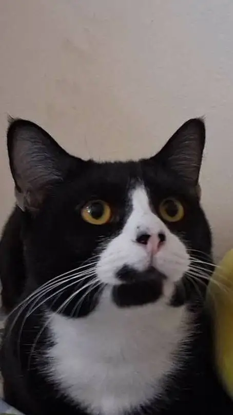 ai character: My IRL kitten background