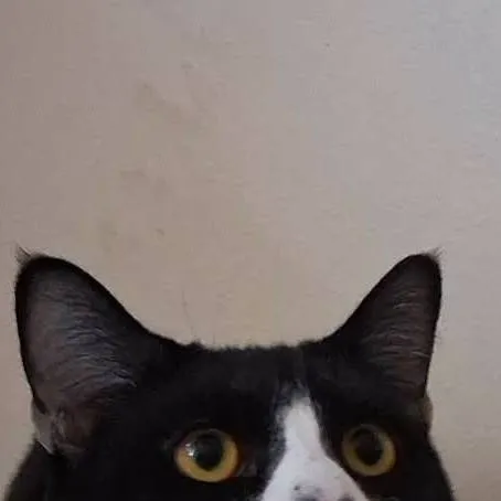chat with ai character: My IRL kitten
