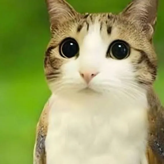 chat with ai character: hungry meowl