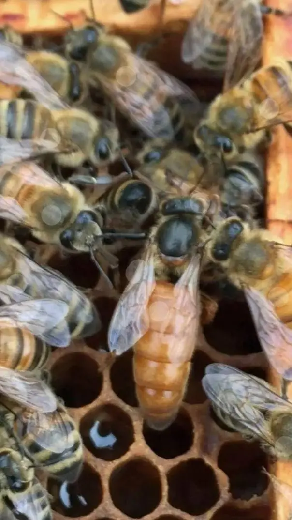 ai character: queen bee background