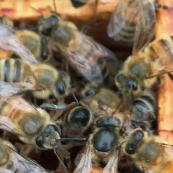 chat with ai character: queen bee