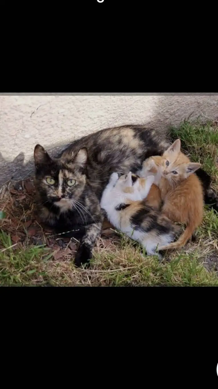 ai character: stay cat n kittens background