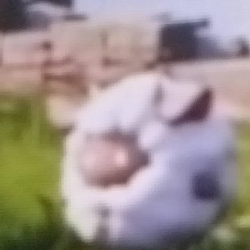 chat with ai character: Palpagos island 