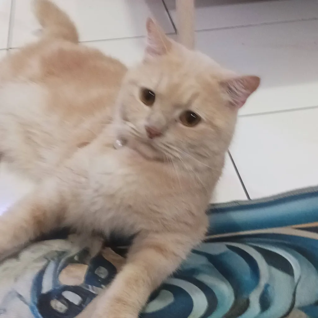 chat with ai character: your name