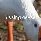 chat with ai character: angry hissing gse