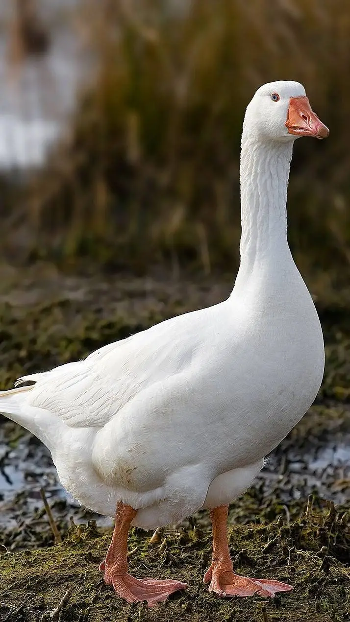 ai character: mother geese background