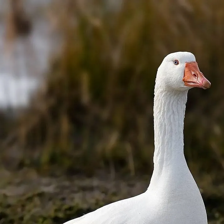 chat with ai character: mother geese