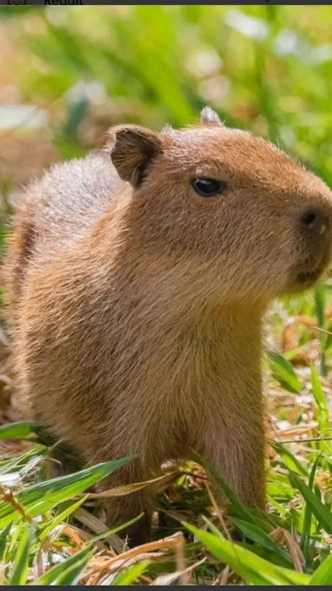 ai character: capybara background
