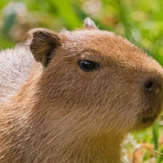 chat with ai character: capybara