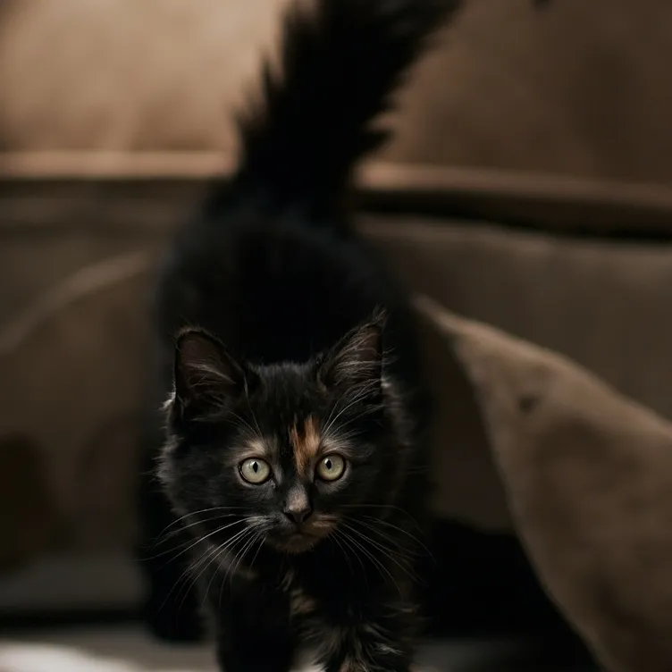 chat with ai character: cat in your couch♡