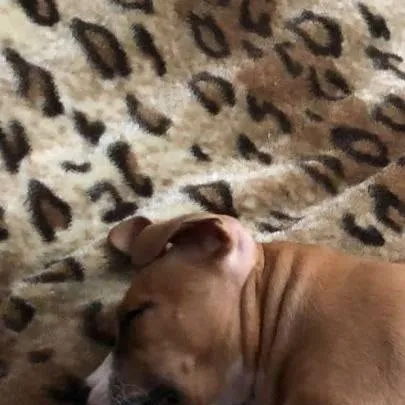 chat with ai character: Ева