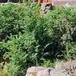 chat with ai character: Hora de aventura 2