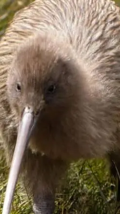 ai character: kiwi background