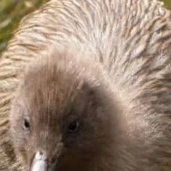 chat with ai character: kiwi