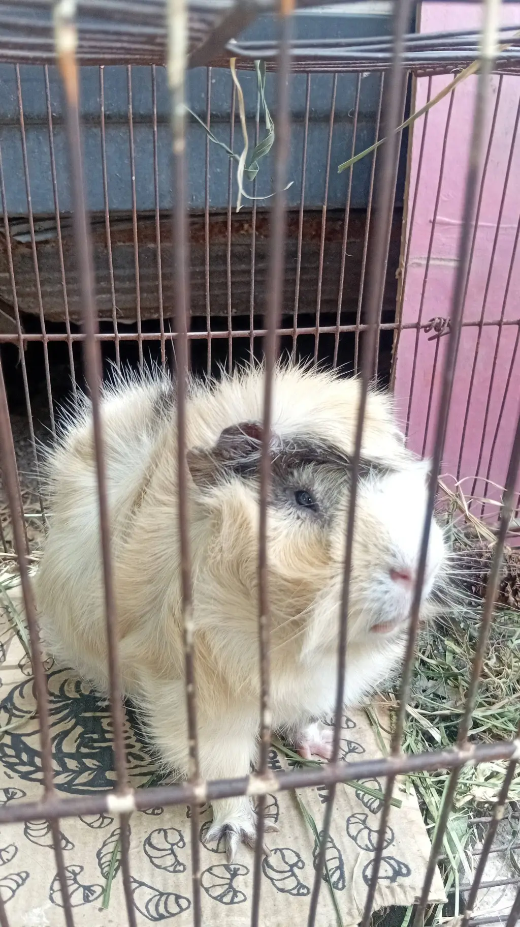 ai character: Mariano background