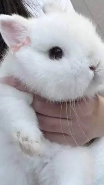 ai character: asta sister  background