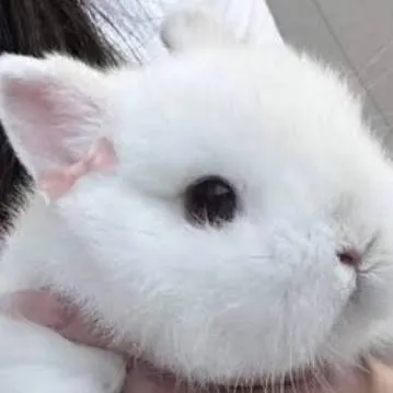 chat with ai character: asta sister 