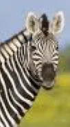 ai character: (6) Zeye The Zebra background