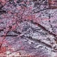 chat with ai character: ton manga