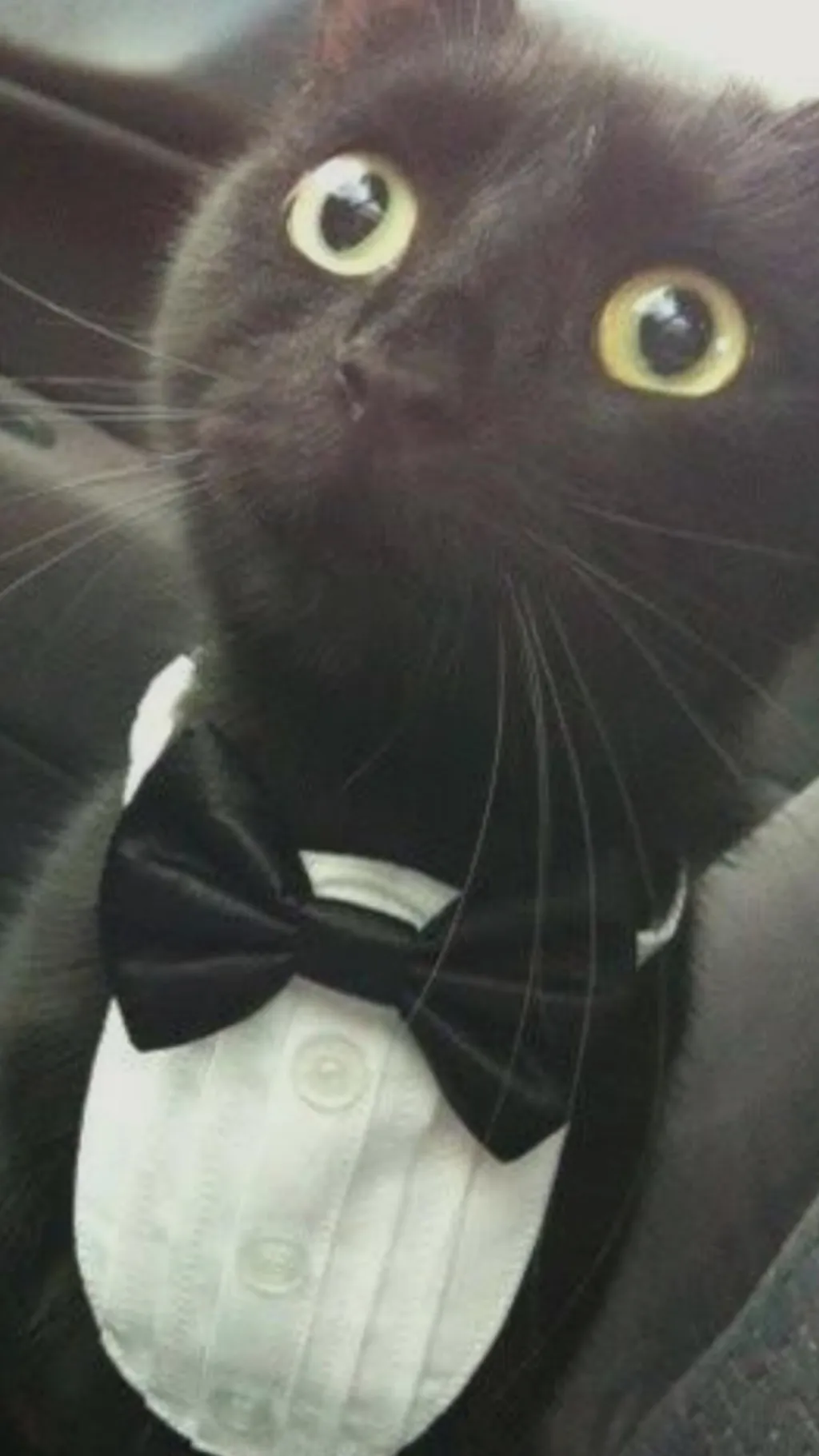 ai character: Black cat background