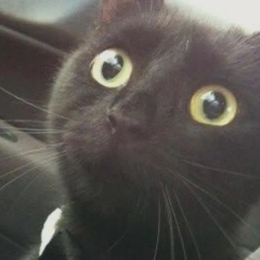 chat with ai character: Black cat