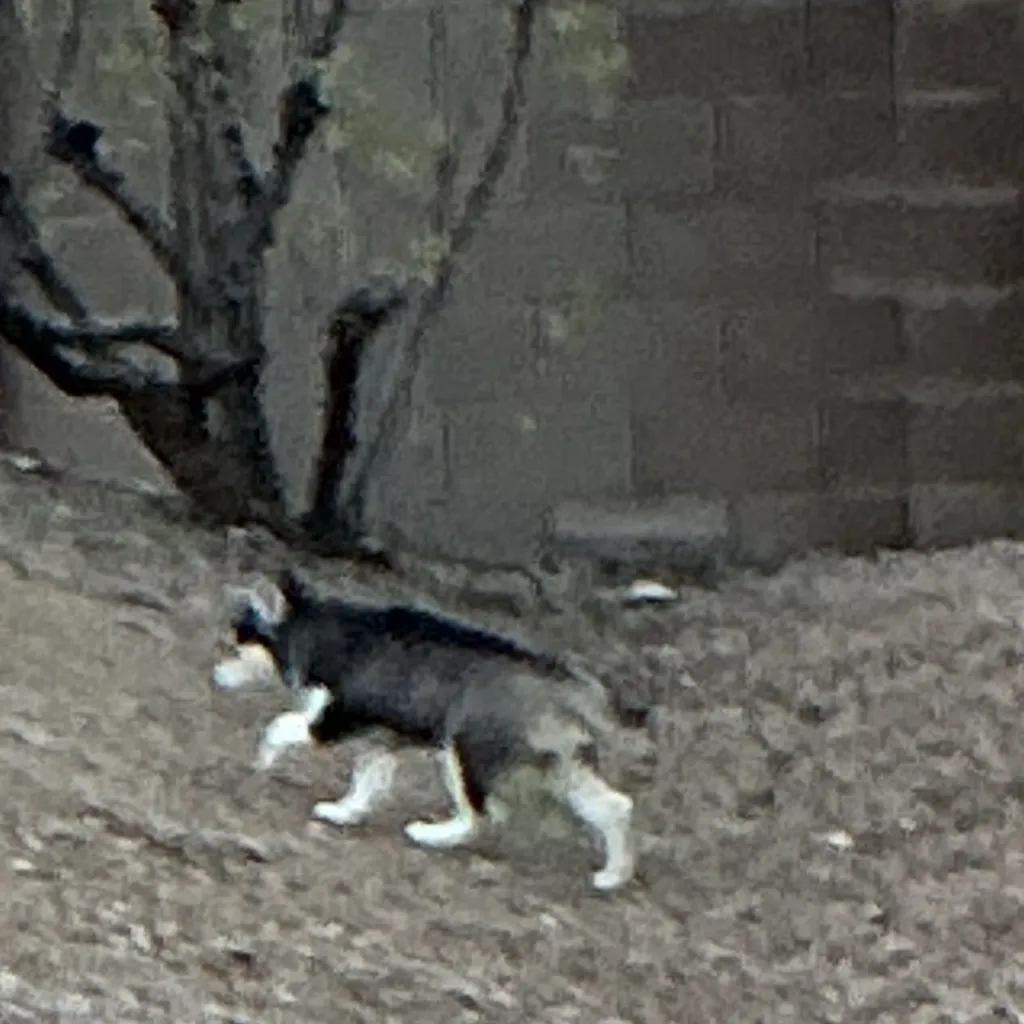 chat with ai character: Bluey, the husky