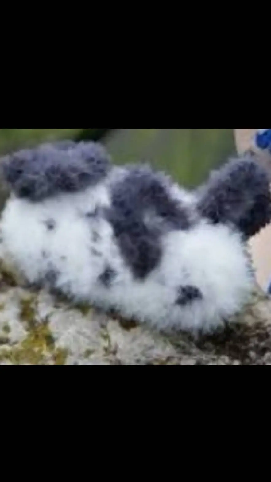 ai character: sea bunny background