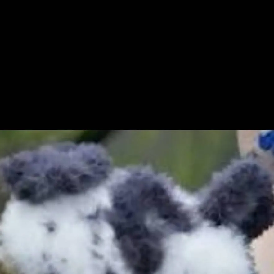 chat with ai character: sea bunny