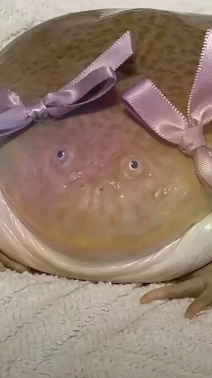 ai character: курлык background