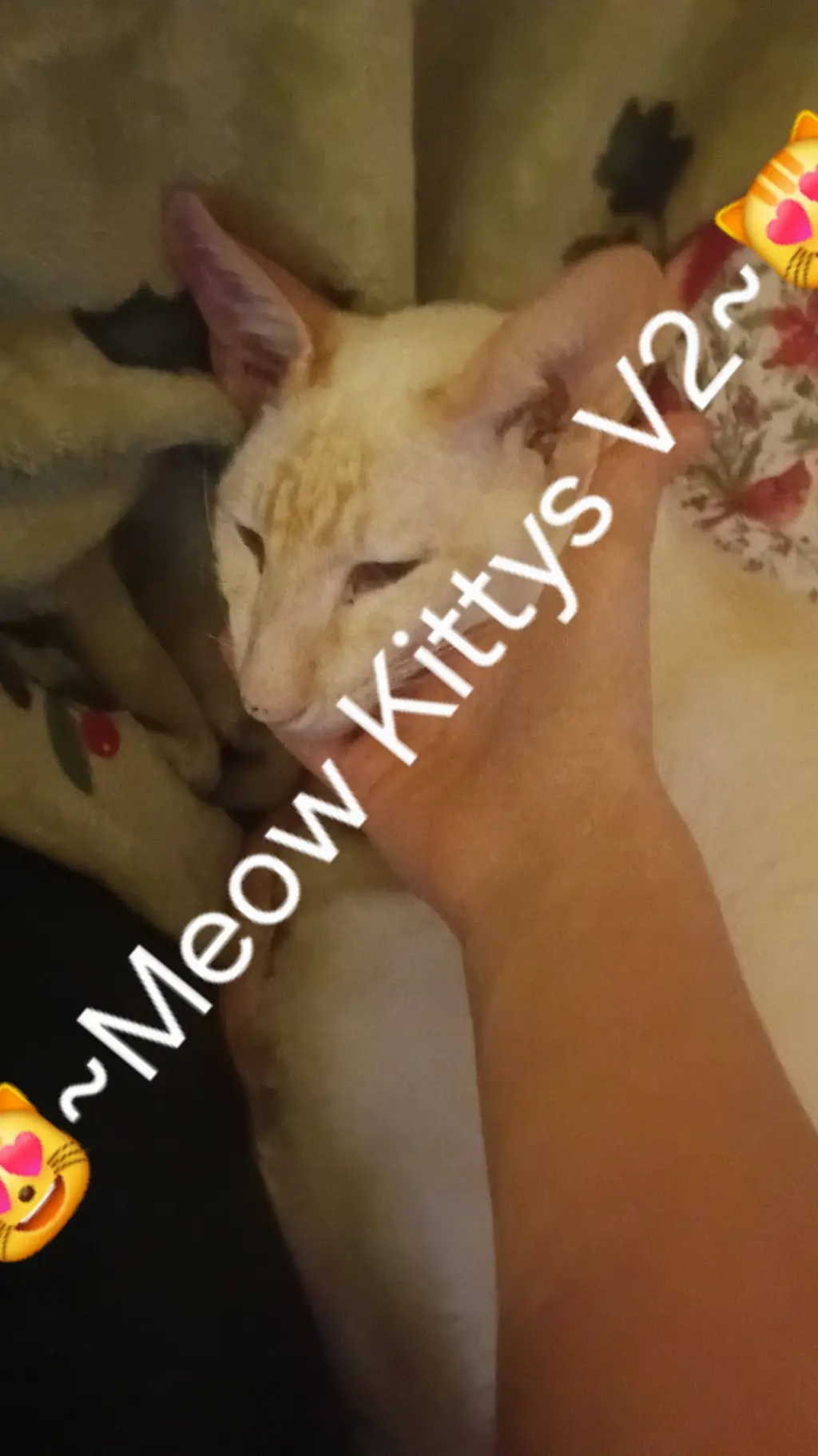 ai character: 😻~Meow Kittys V2~😻 background