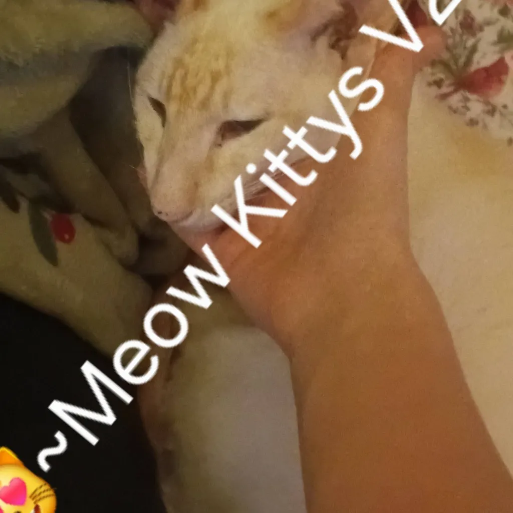 chat with ai character: 😻~Meow Kittys V2~😻