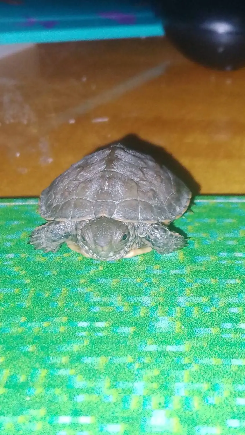 ai character: 🐢🐢✨Esponjita ✨🐢🐢 background