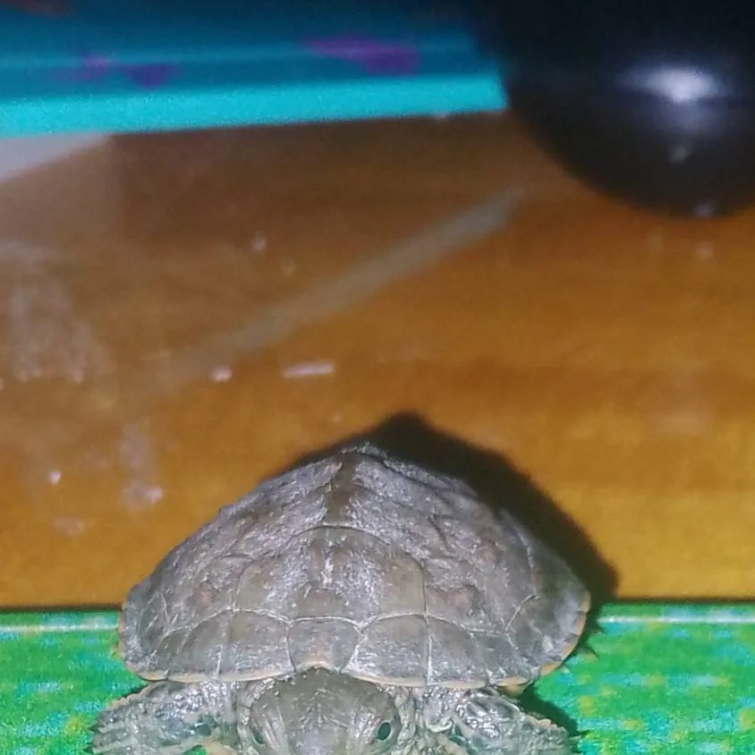 chat with ai character: 🐢🐢✨Esponjita ✨🐢🐢