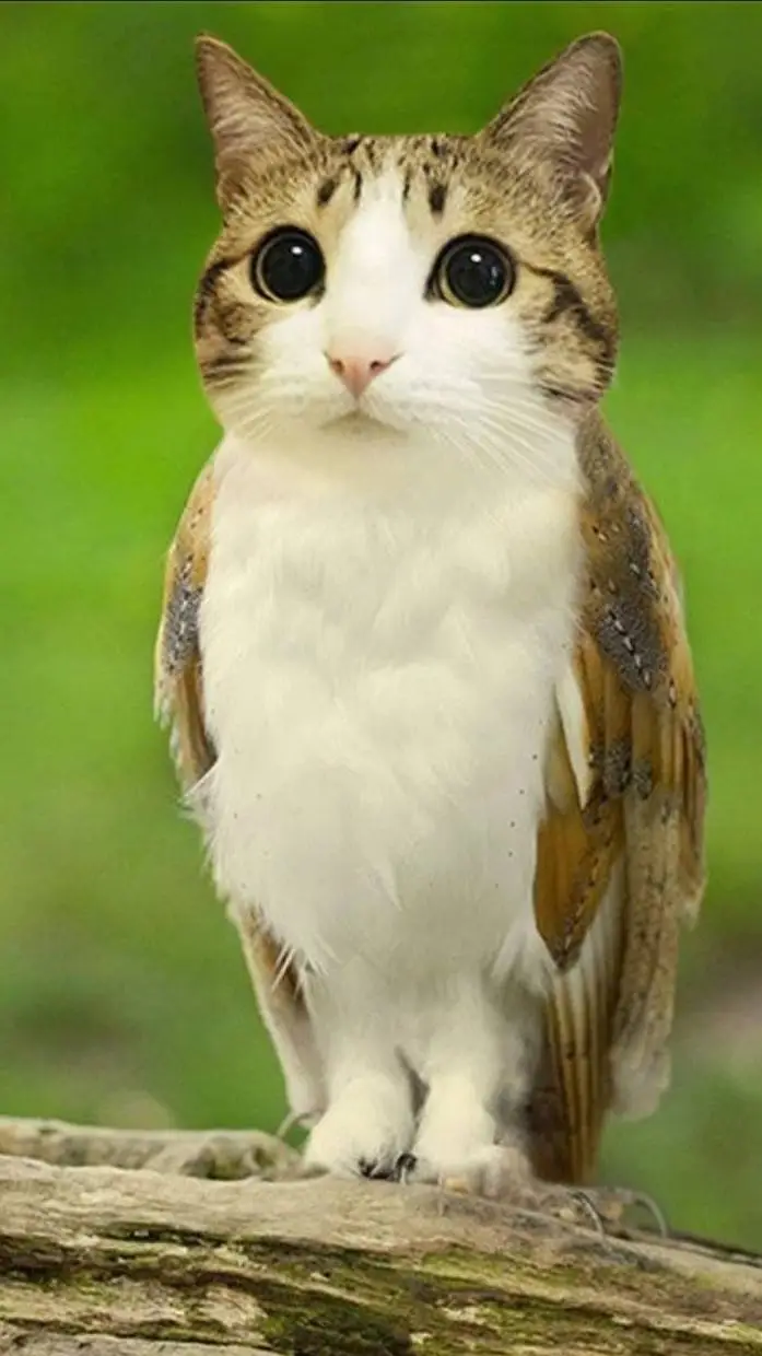 ai character: meowl background