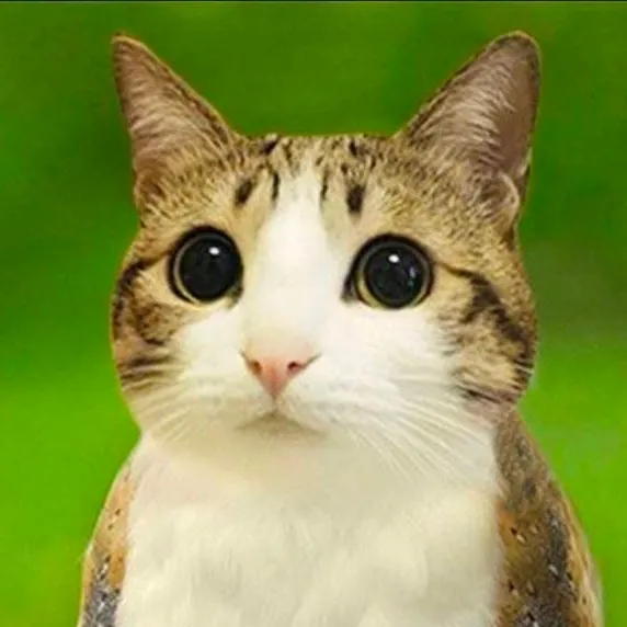 chat with ai character: meowl
