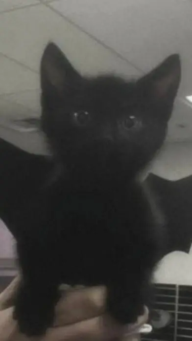 ai character: packgod background