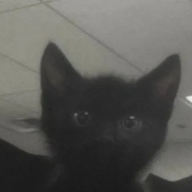 chat with ai character: packgod