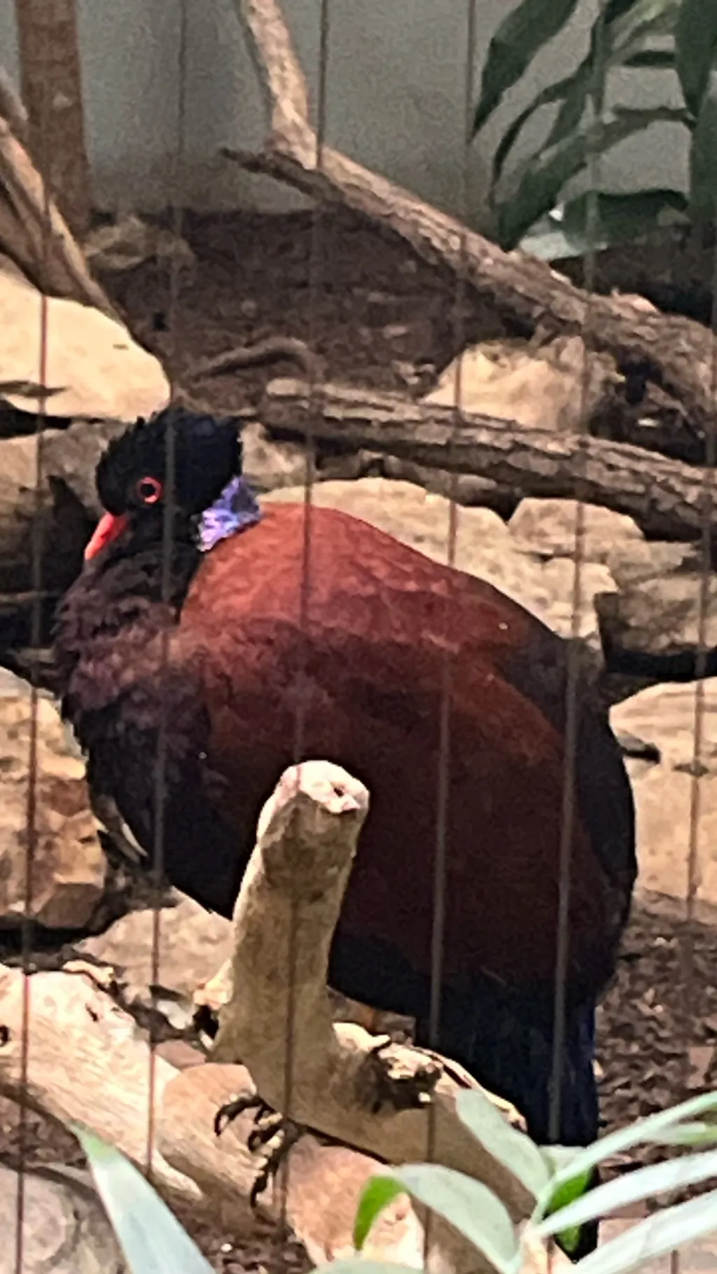 Talkie AI - Chat with Drake the bird