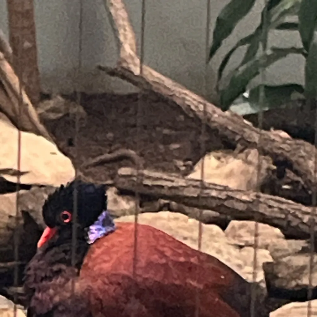 chat with ai character: Drake the bird