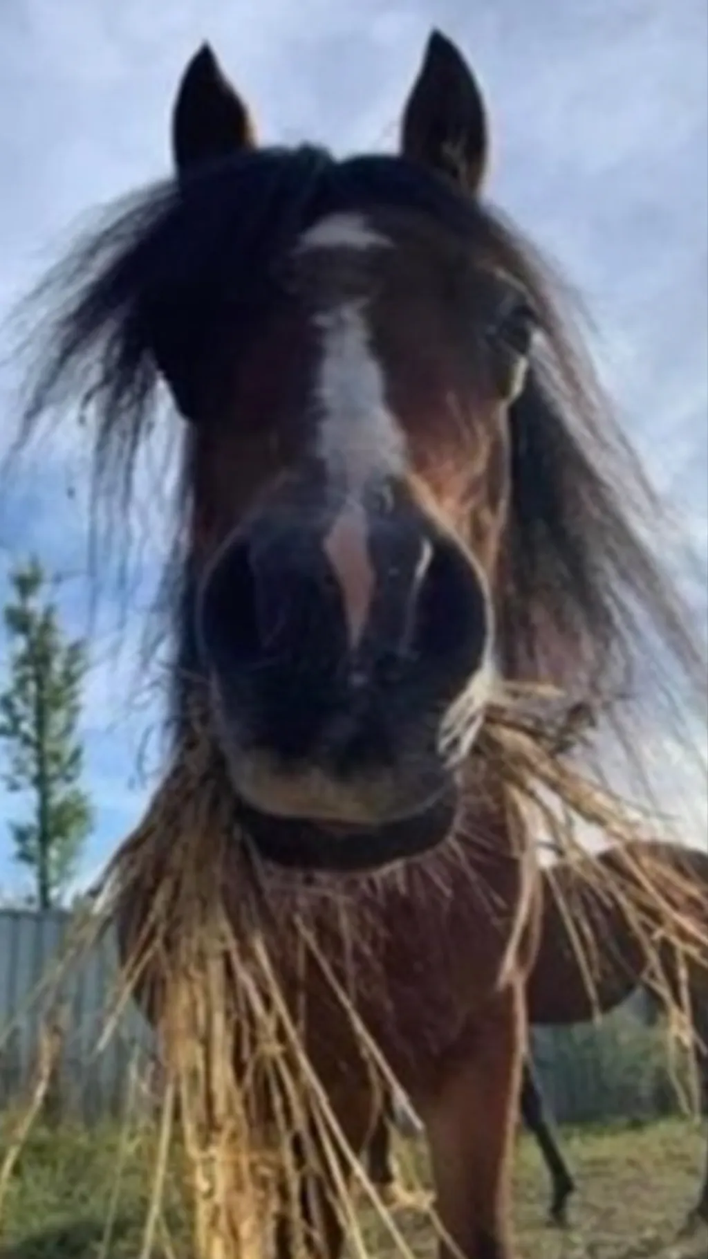 ai character: Puzzle the horse  background