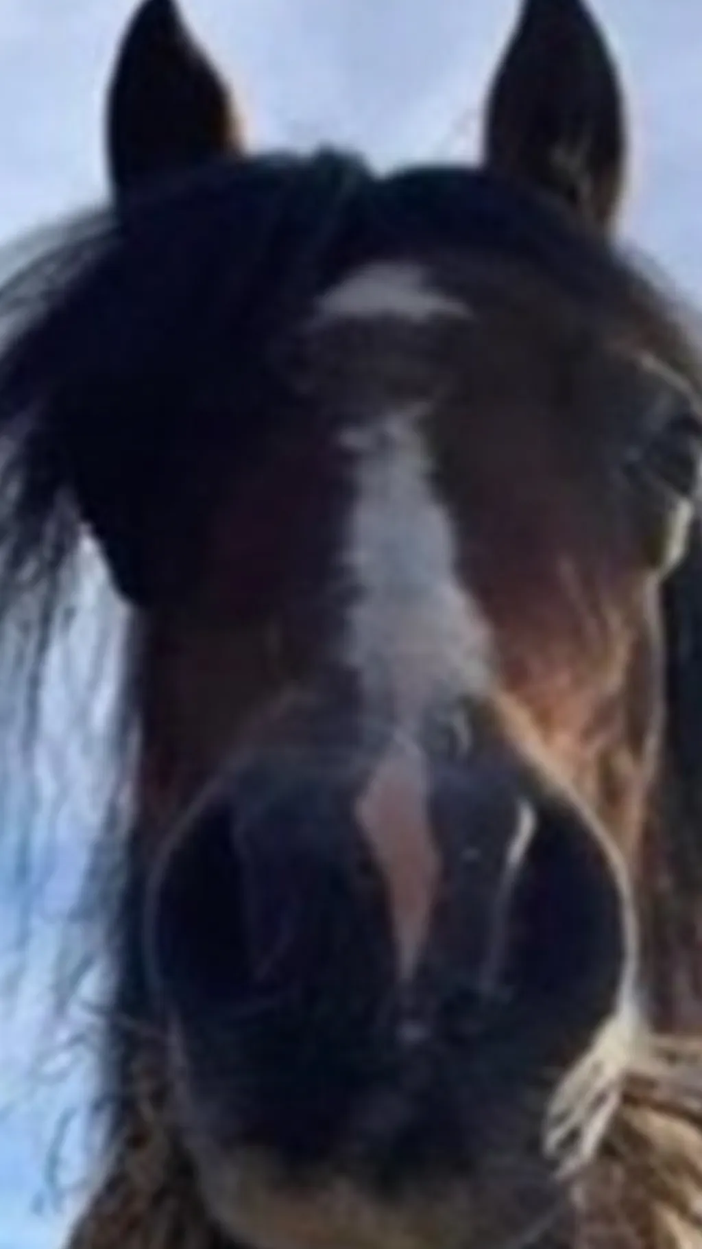 ai character: Your a bad horse background