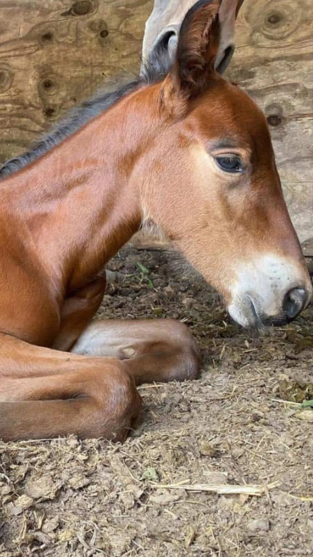 ai character: Your a foal l background
