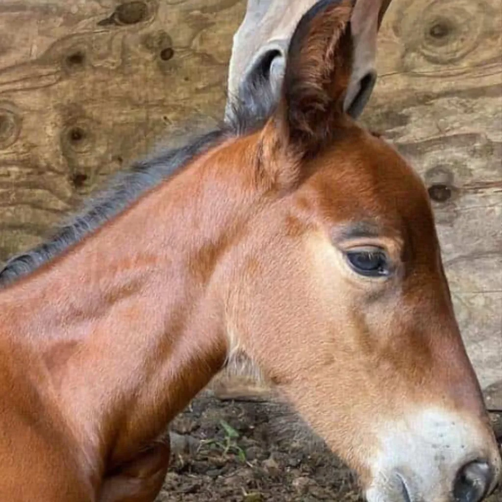 chat with ai character: Your a foal l